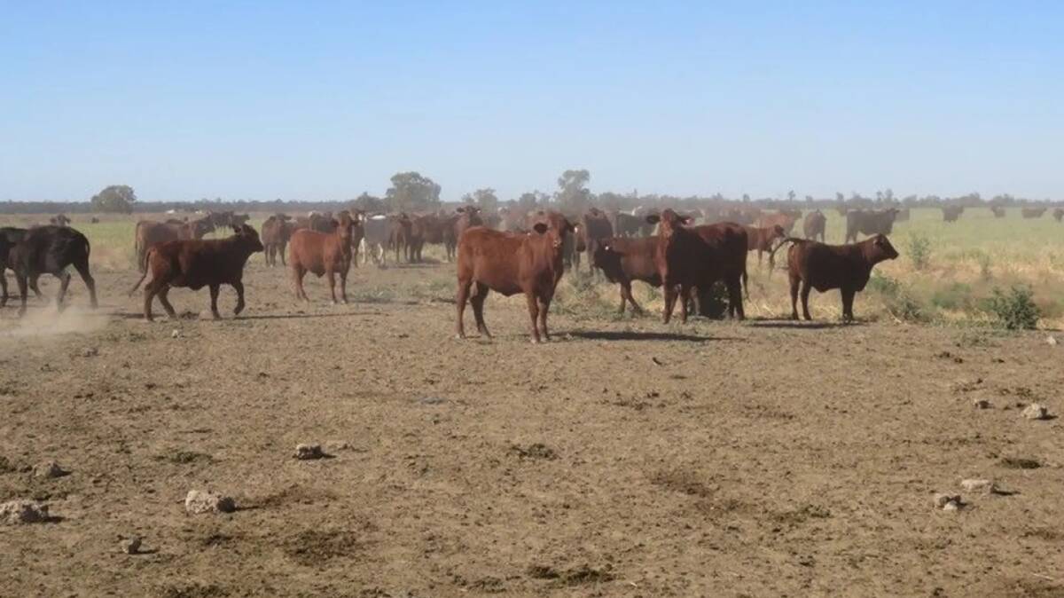 The Condamine district property has been used for backgrounding and the growing of forage crops. Picture: Dowling Livestock and Property.
