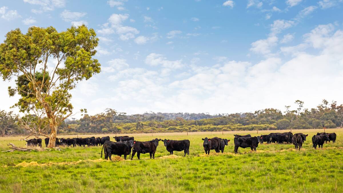 Big grazing farm sale in South East SA: six farms rolled into one