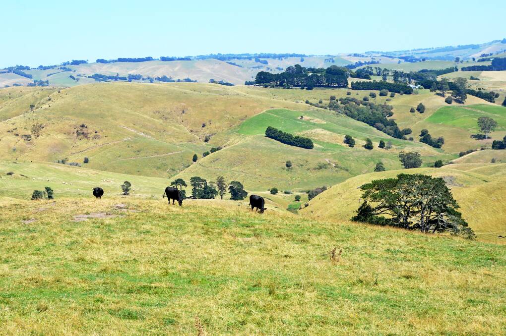 High rainfall underpins larger scale grazing opportunity in South Gippsland