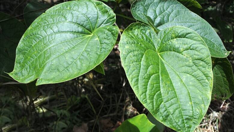 Kava comes from the ground up roots and stump of a native pepper bush.