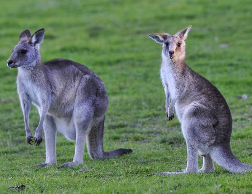 ROO RESPONSE: In an Australian first, the ACT is going to use fertility control to try and contain rising kangaroo populations.