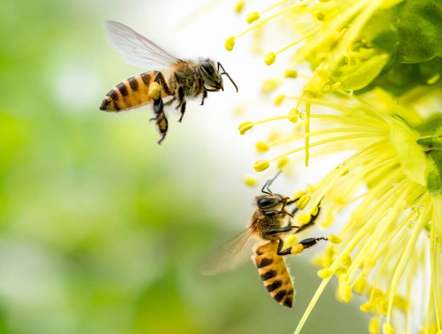 Many people might be surprised to learn bees are bigger killers than snakes.