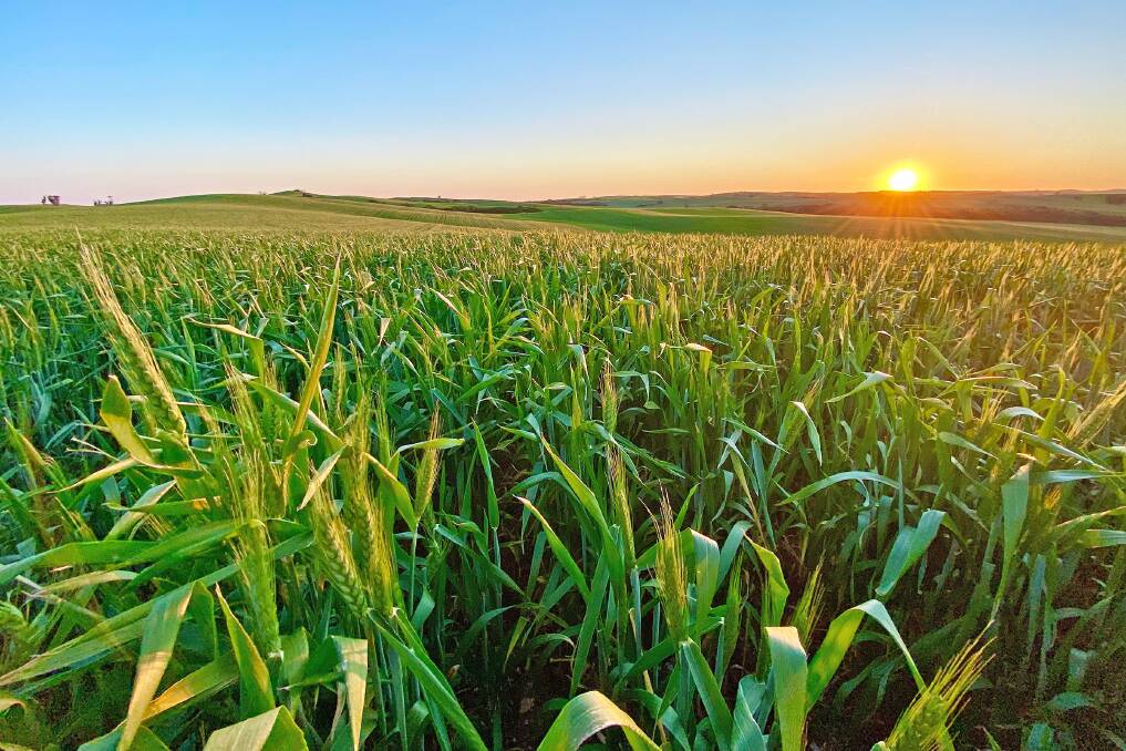CBRE says Aussie farmland had proven to be a resilient investment during the pandemic and was attracting lots of domestic and global interest. Picture from CBRE.