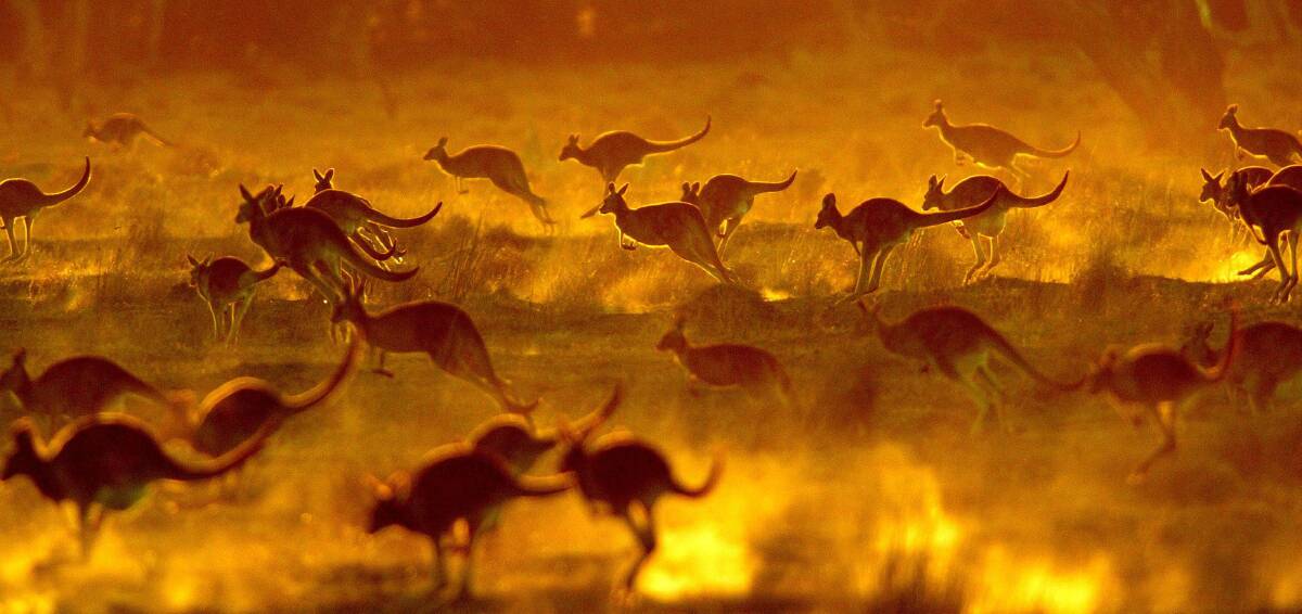 Kangaroo populations have been boosted by the very farmers who struggle with their plague numbers.