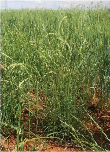 PLENTY OF CHOICES: Annual ryegrass, one of 10 selected species the International Weed Genomics Consortium will study.