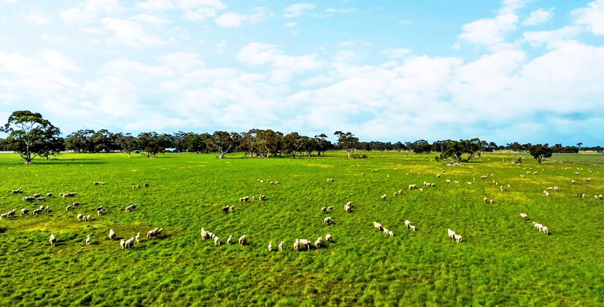 Six prized South Australian farms are rolled into one with Fairview. Pictures and video Colliers Agribusiness.