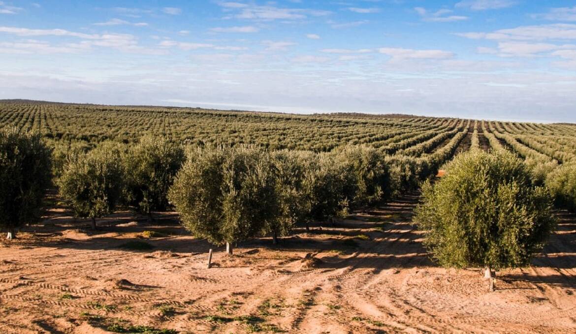 The Karte olive grove had a troubled start but produced 1000 tonnes of olives this year. Pictures from CBRE.