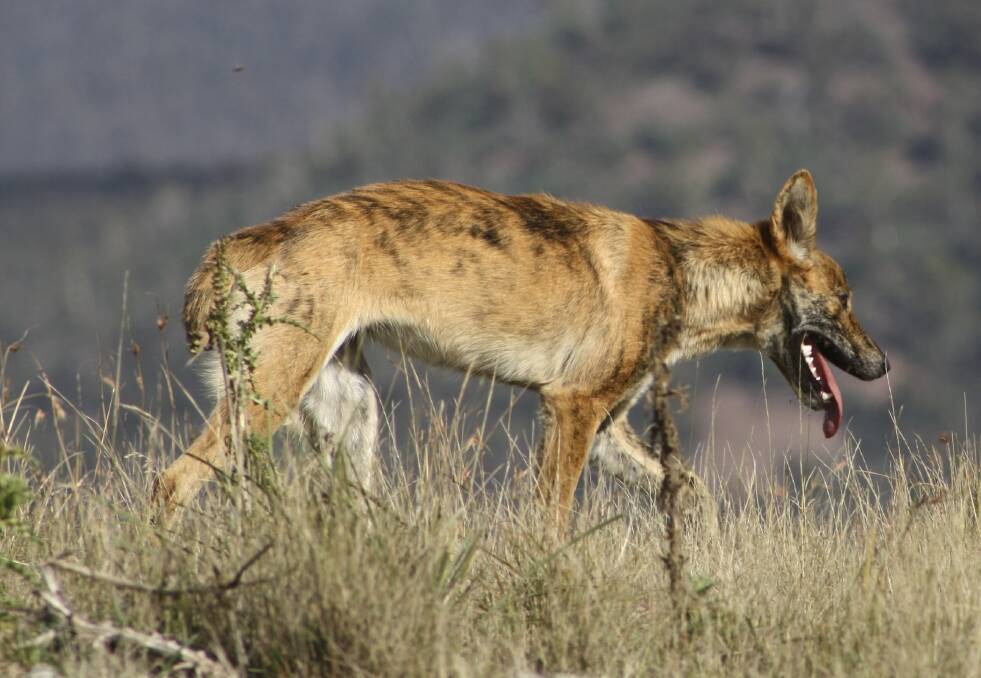 Academics have been working to unravel the true identity of wild dogs.