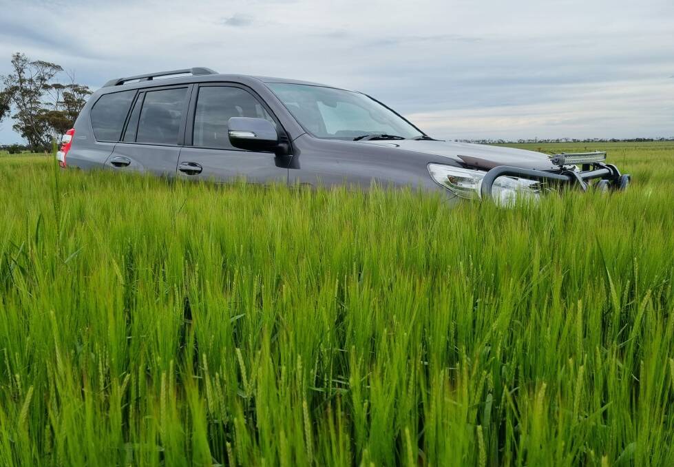 September rains are key to top barley crops like this in the Victorian Mallee near Kerang reaching their yield potential but risks remain until they are harvested. Picture from Brenton Cunning. 