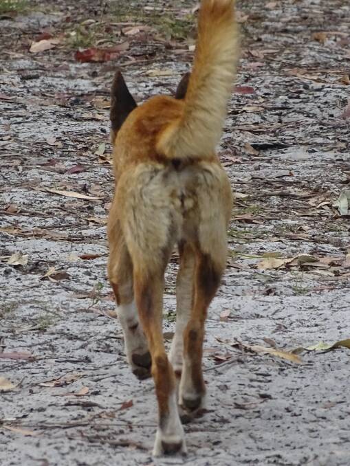 Dingo or a cat? Scientist need help to short through thousands of images like this. Picture: UNSW.