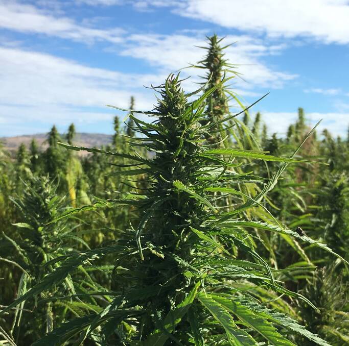 Sheep in NSW have been fed hemp from WA.