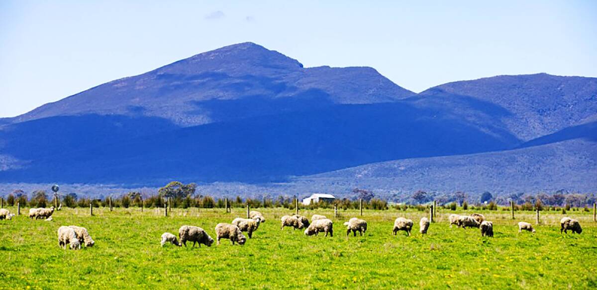 The McIntyres have been growing quality sheep at the foot of the Grampians for a century and a half. Pictures from Charles Stewart and Co.