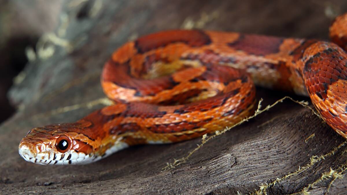 American corn snakes are popular items in Australia's illicit pet trade.