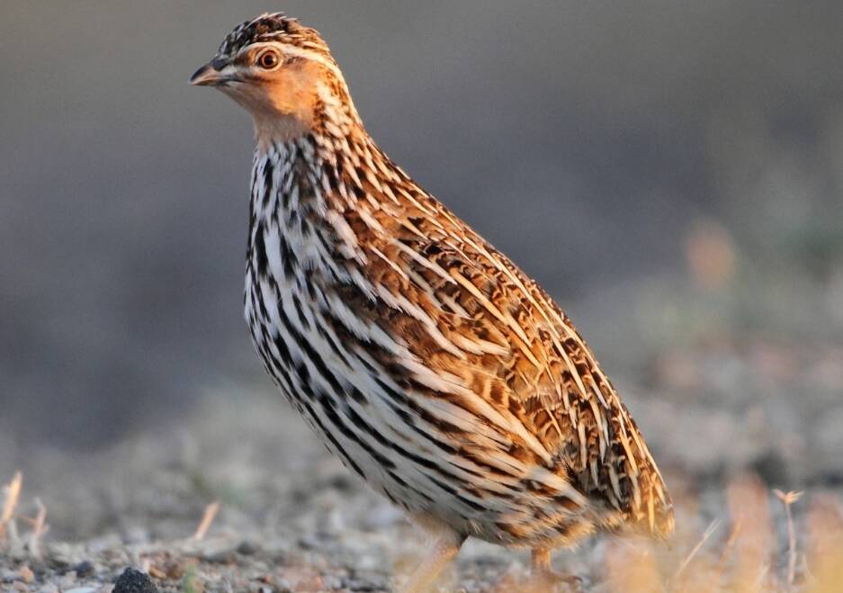 Victoria's stubble quail season has been shortened despite claims of a massive boost in quail populations. Picture from Game Management Authority 