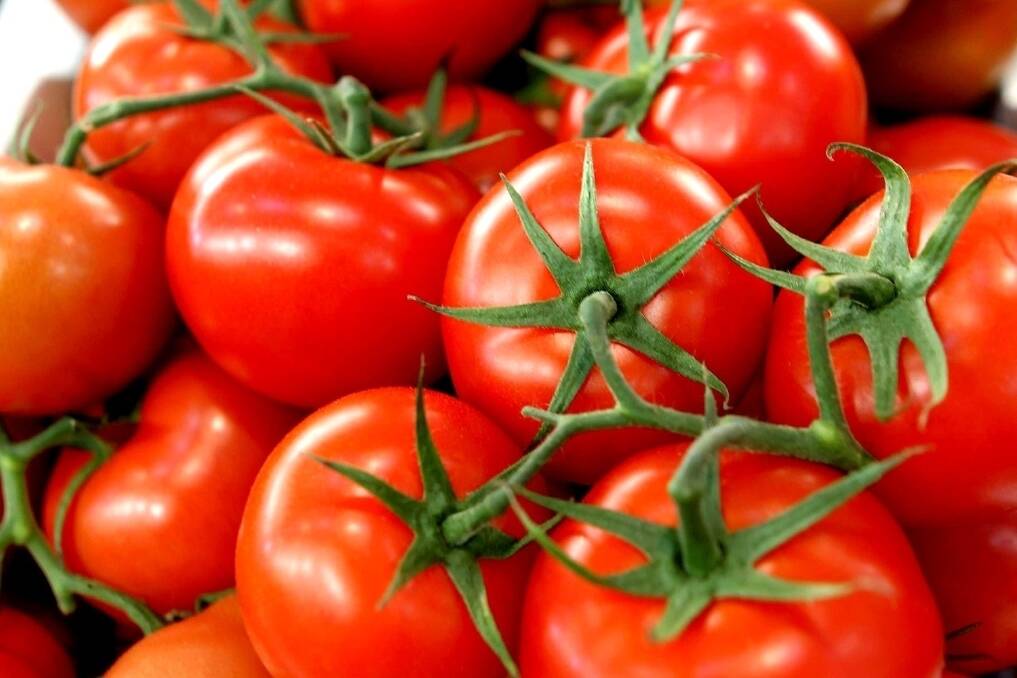 MORE PRODUCTIVE: The farms produce around 80,000 tonnes of field tomatoes a year.