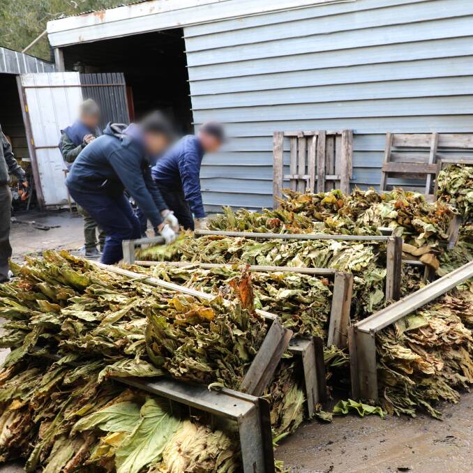Tobacco allegedly grown on leased farm land. Picture: ATO. 