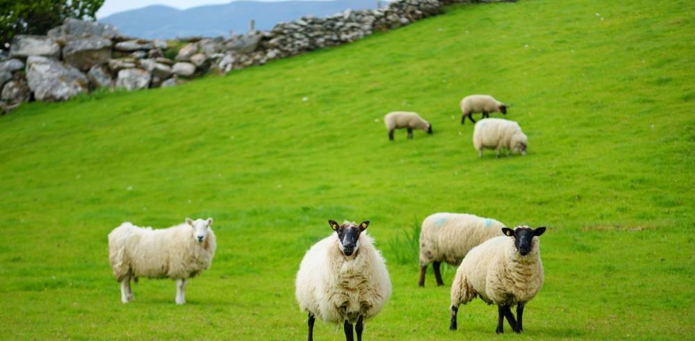 UK sheep producers are worried about the impact on their sheepmeat sales in the face of imported product. Picture from National Sheep Association 