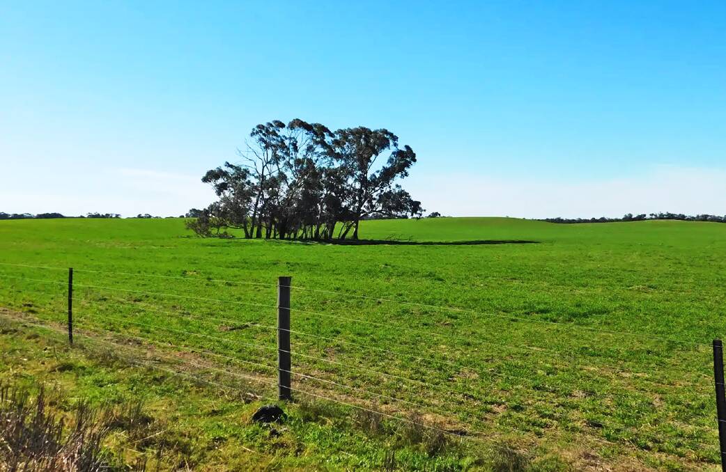 Shearing shed is centrepiece of this farm for sale near Bordertown