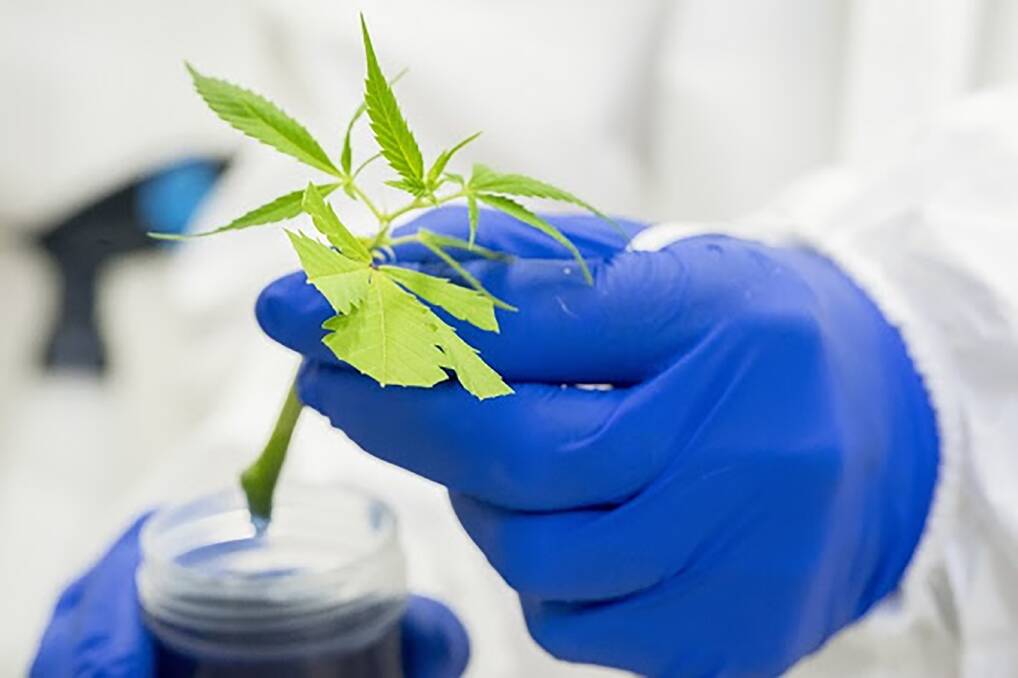 PLANT MAP: Victorian agricultural scientists are claiming a world first, with DNA mapping of the cannabis genome. Picture: Agriculture Victoria.