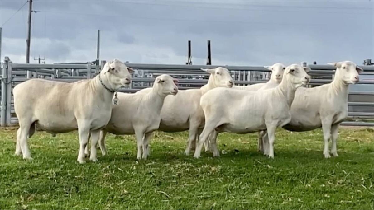 SheepMaster's breeders say their line of sheep eliminates the need for shearing, crutching, mulesing and tail docking.