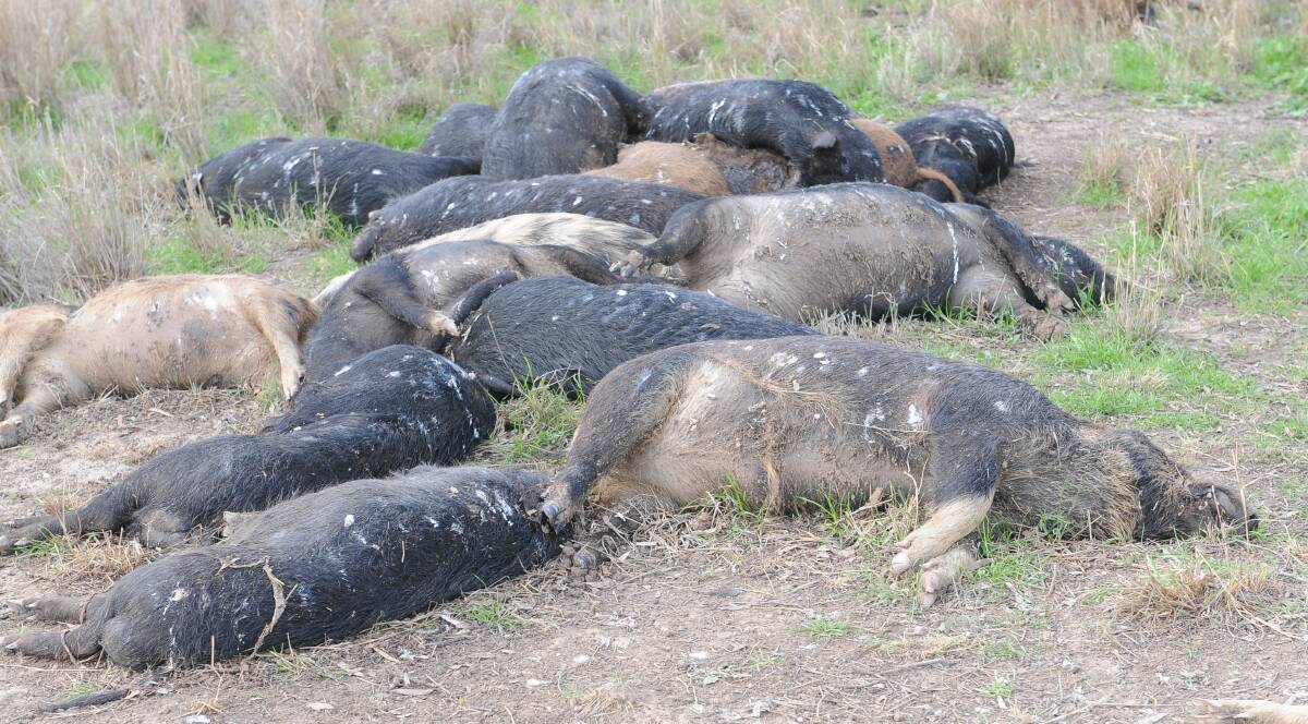 Farmers need help to control rising populations of feral pigs, a national strategy says.