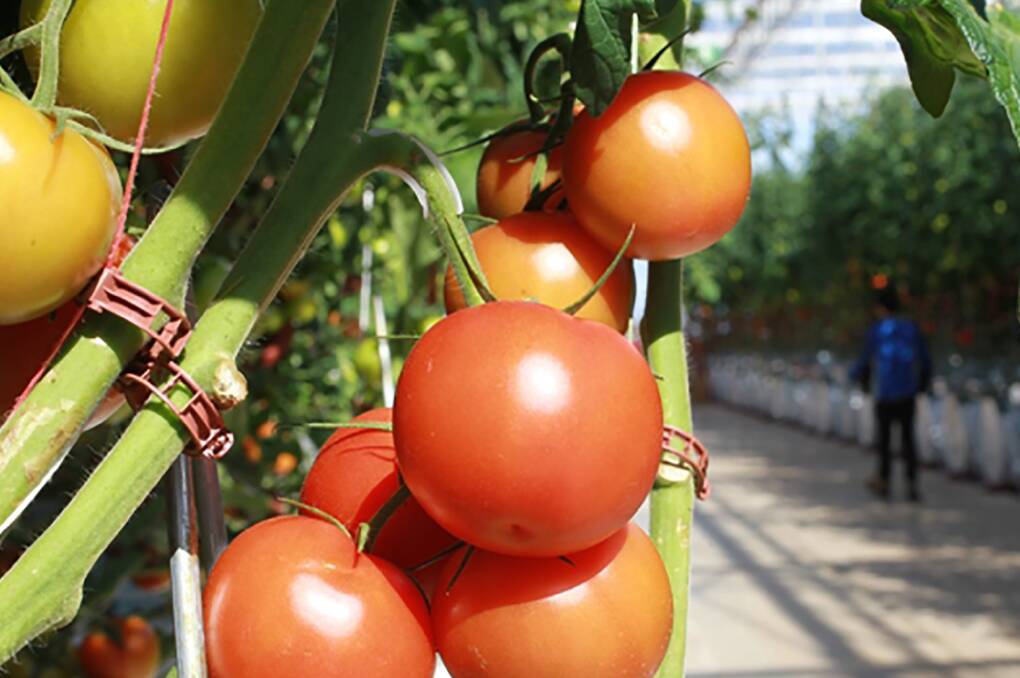 An investment fund has taken the crown as the biggest owner of large-scale glasshouses in Australia producing an estimated 34,000 tonnes of tomatoes a year.