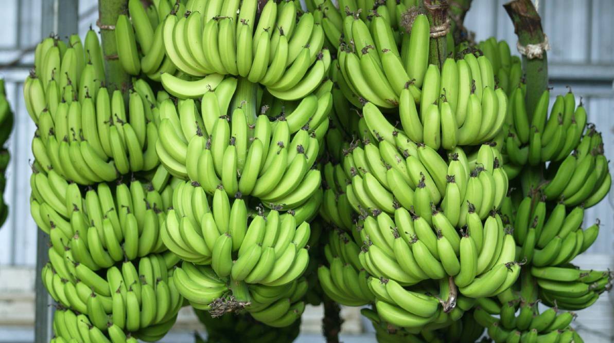 Banana freckle outbreak much bigger than first feared