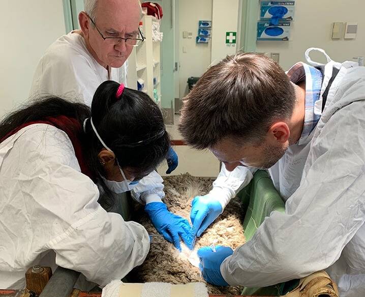University of Melbourne PhD student Gothami Welikadage and scientists Vern Bowles and Trent Perry collecting blowfly larvae from an implanted sheep during their in vivo implant trial.