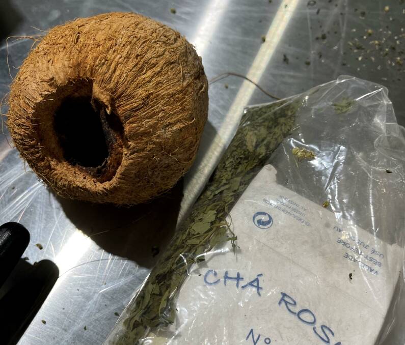 A harmless looking coconut souvenir from a Pacific visit could devastate Australia's livestock industries. Picture from Federal government