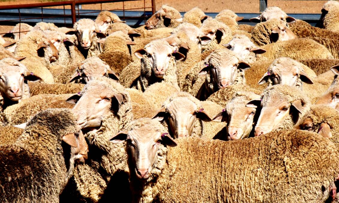 The rebuilding of Australia's national sheep flock is occurring faster than predicted.