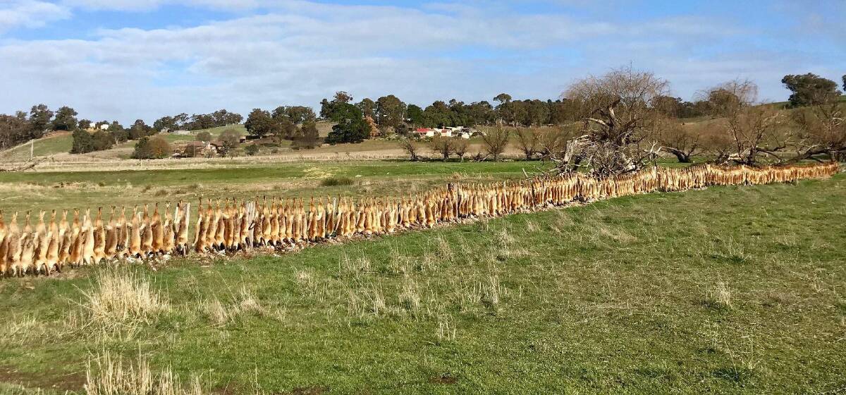 LINE 'EM UP: A famous and much photographed fox fence from central Victoria during the bounty in previous years.