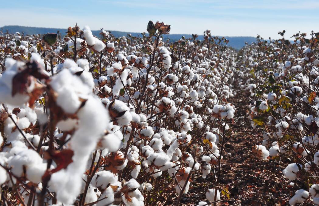 Dryland cotton grown on cattle country in the NT.