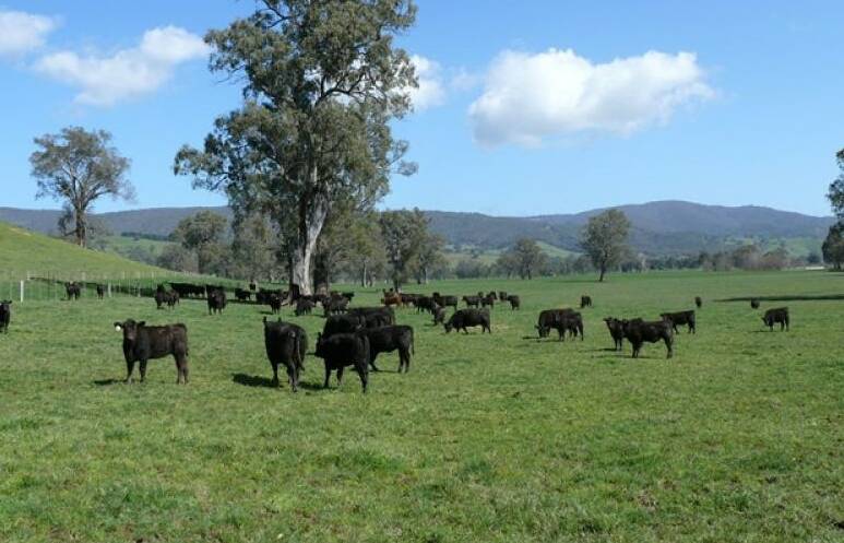 Prime cattle rearing ground in the north-east has sold. Pictures and video from Pat Rice and Hawkins.