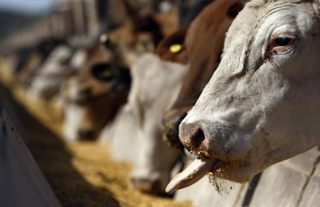Argentinian feedlot cattle - beef exports to key countries like China can start again from Monday.