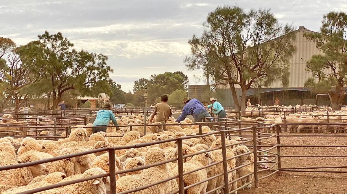 Preparing for shearing at Rawlinna last year, the biggest sheep station in Australia.