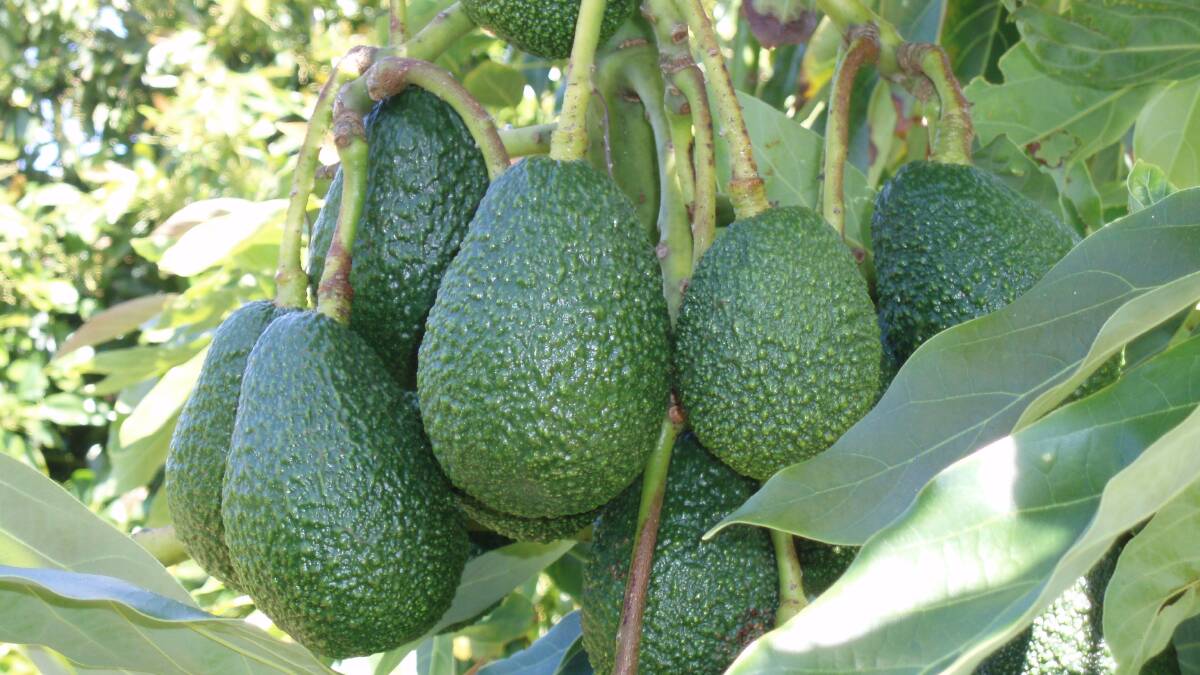 Avocados are among the first exports to be shipped India under the new trade deal. 