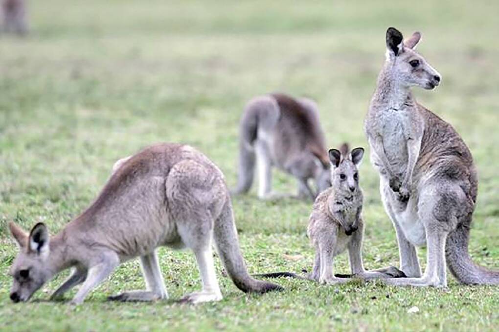 There have been thousands of objections against a proposed kangaroo pet food factory in the central Victorian town of Inglewood. 