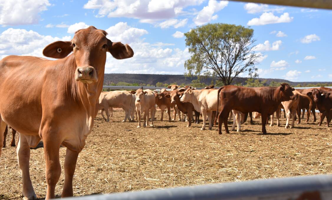 Australian trade diplomats have had to soothe UK fears over differing animal welfare standards applied in each country, over concerns of a Australian flood of imports.