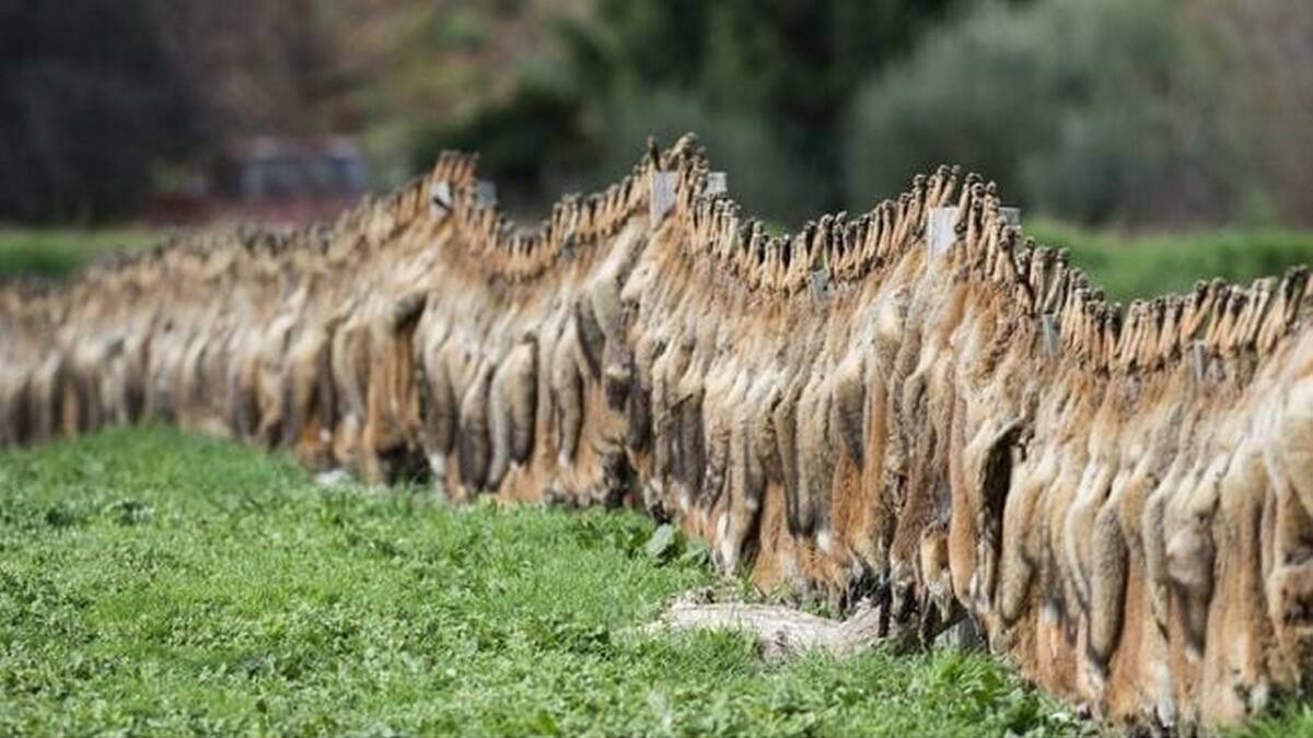 The famous fox fence of central Victoria from an earlier bounty scheme.