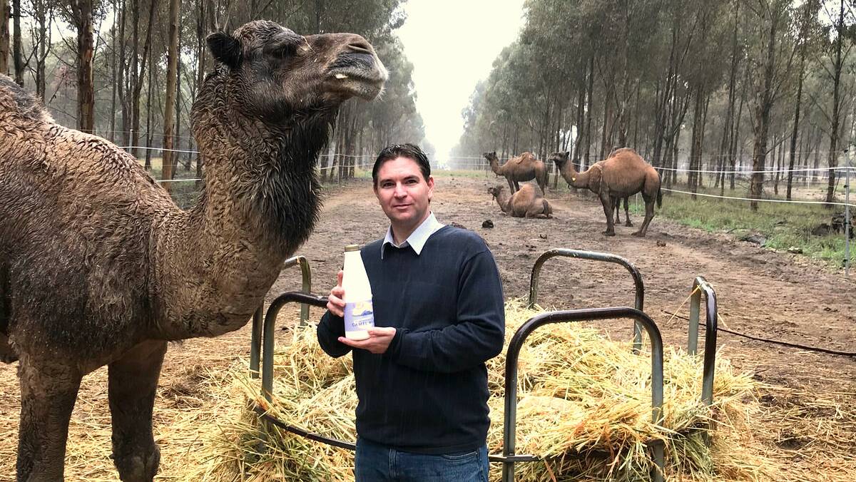 Camel dairy executive Marcel Steingiesse said Australia's camel plague was an opportunity to muscle in on the US camel milk business.