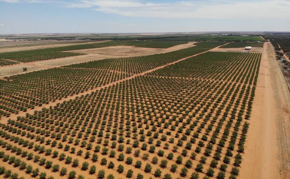One of the almond farms on the market at Red Cliffs. Pictures supplied.
