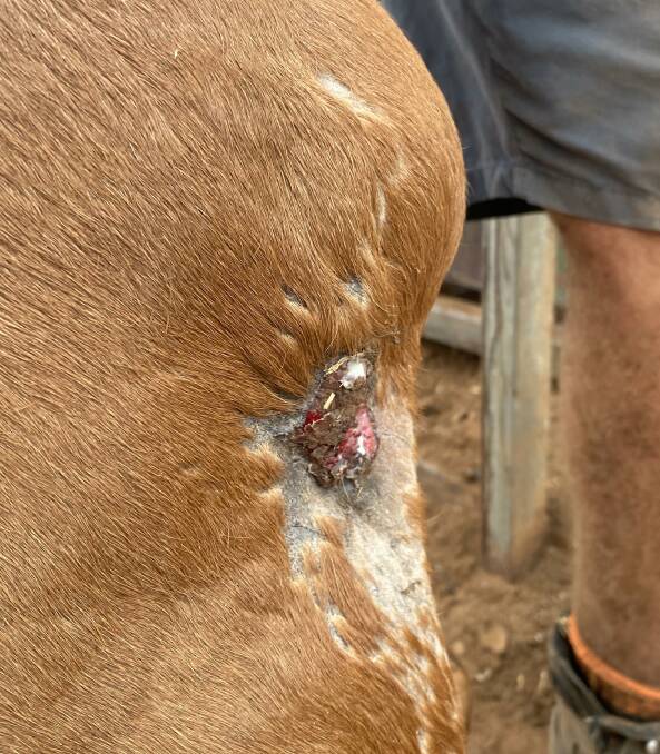 DOG BITE: Bite damage caused by a wild dog to a weaner in the Northern Territory. Picture: Adam Bowen.