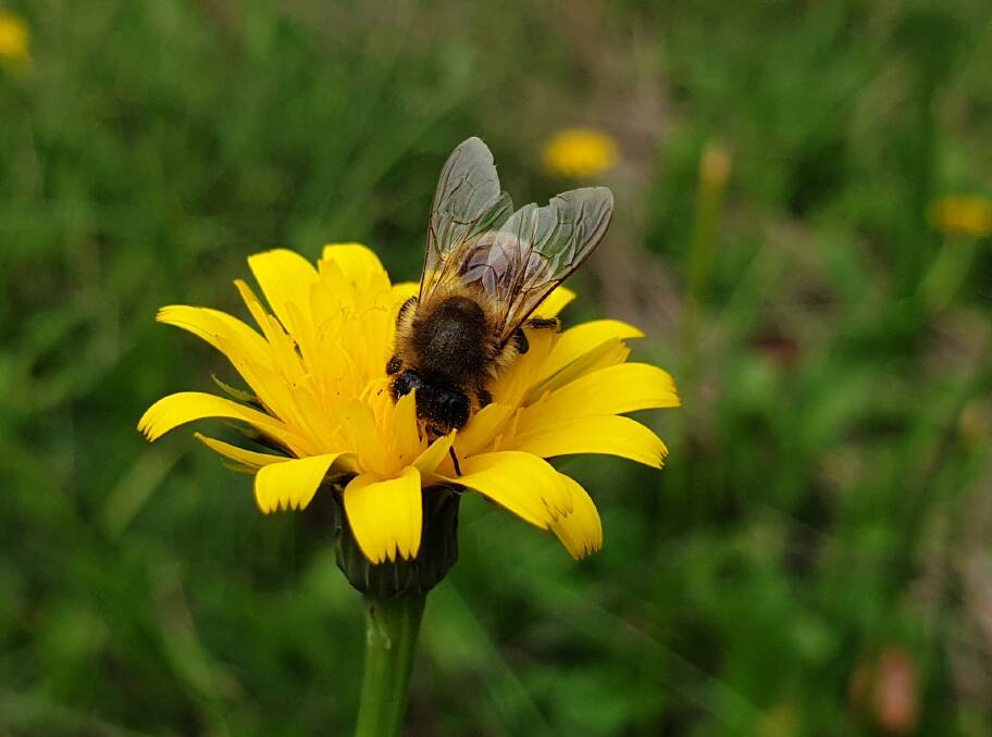 Science is better understanding the impact of farm chemicals on bee populations.
