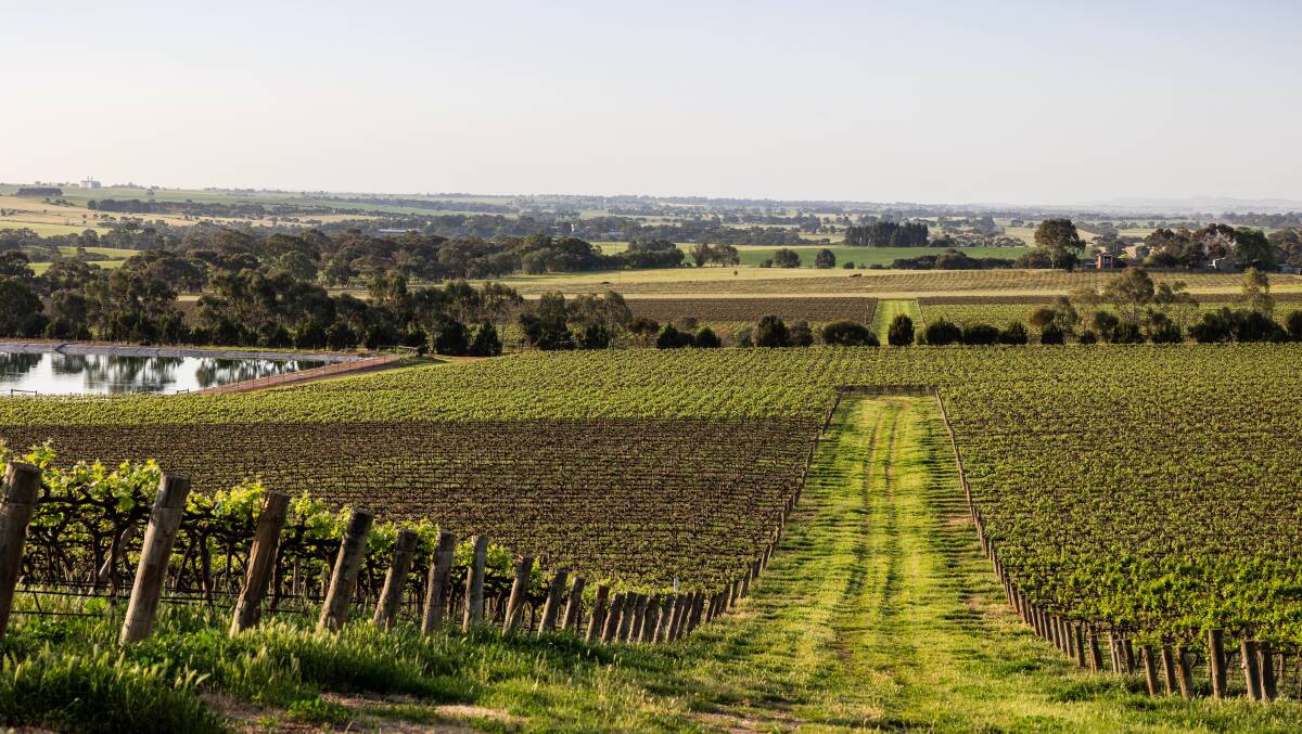 Secure access to water and premium red wine plantings are a key attraction to the sale of Rosedale Vineyard. Pictures from Colliers Agribusiness.