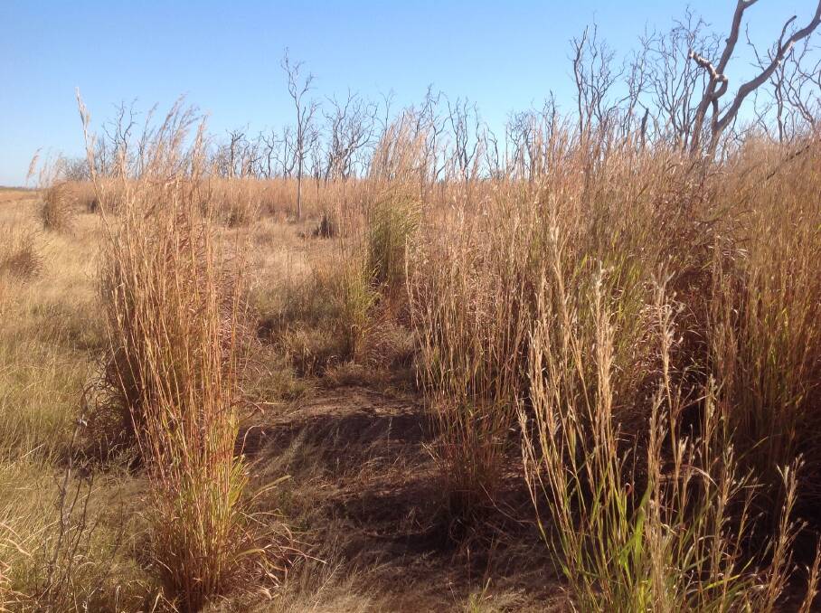 Gamba grass is spreading fast across the Top End but is adding to fire risk. Picture: CSIRO.
