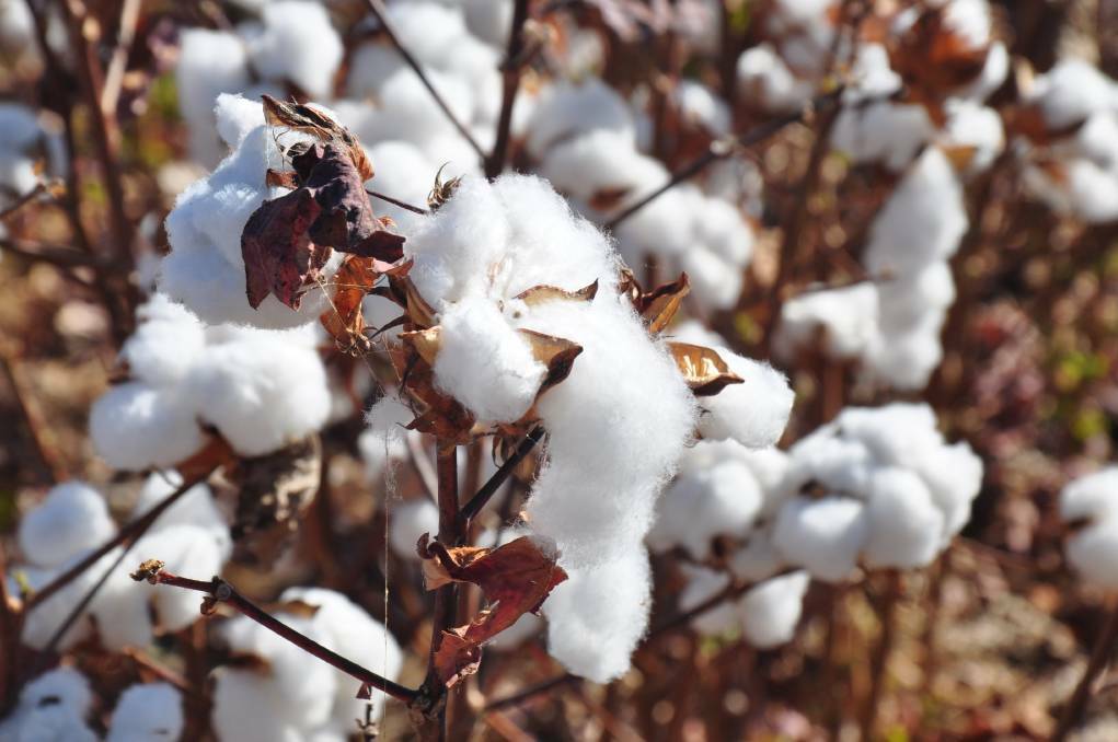 The bulk of the cotton currently being grown in the Territory takes its water from the wet season rains.