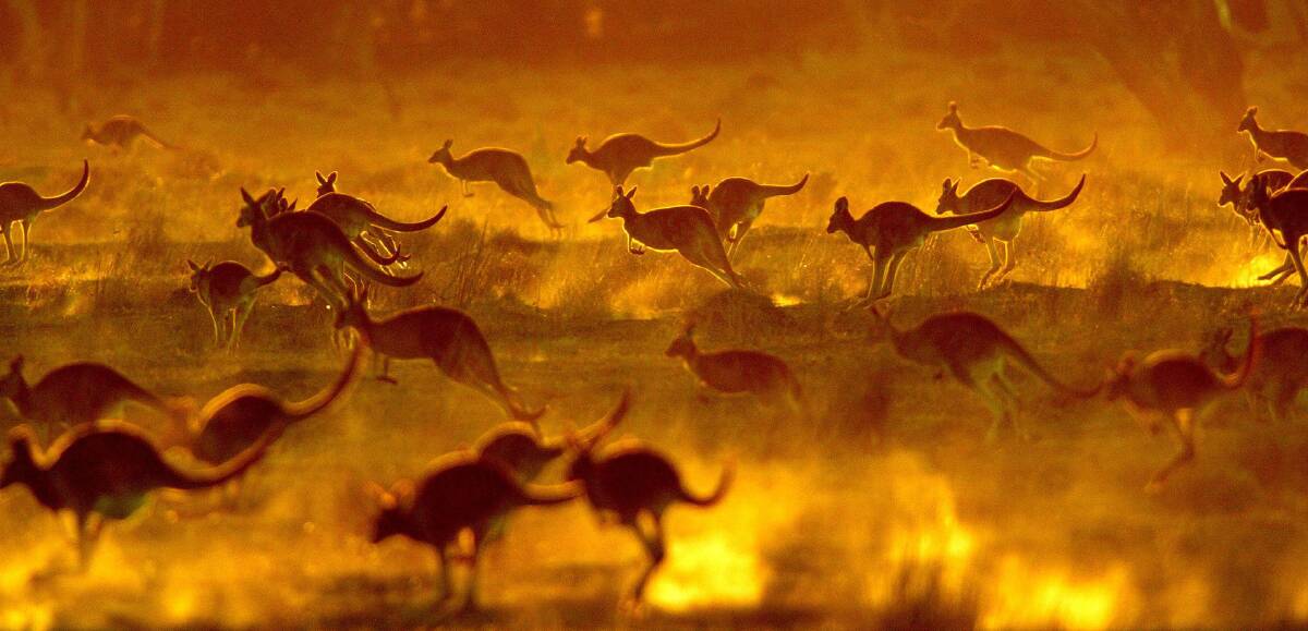 Low methane emitters, there is a suggestion kangaroos could win carbon credits by replacing traditional livestock on farms.