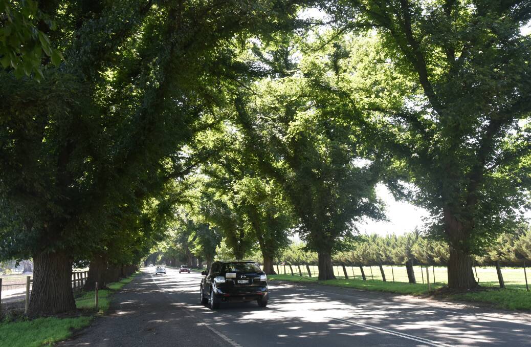 Bacchus Marsh is famous for strawberries, market gardens and its Avenue of Honour entrance to the town.