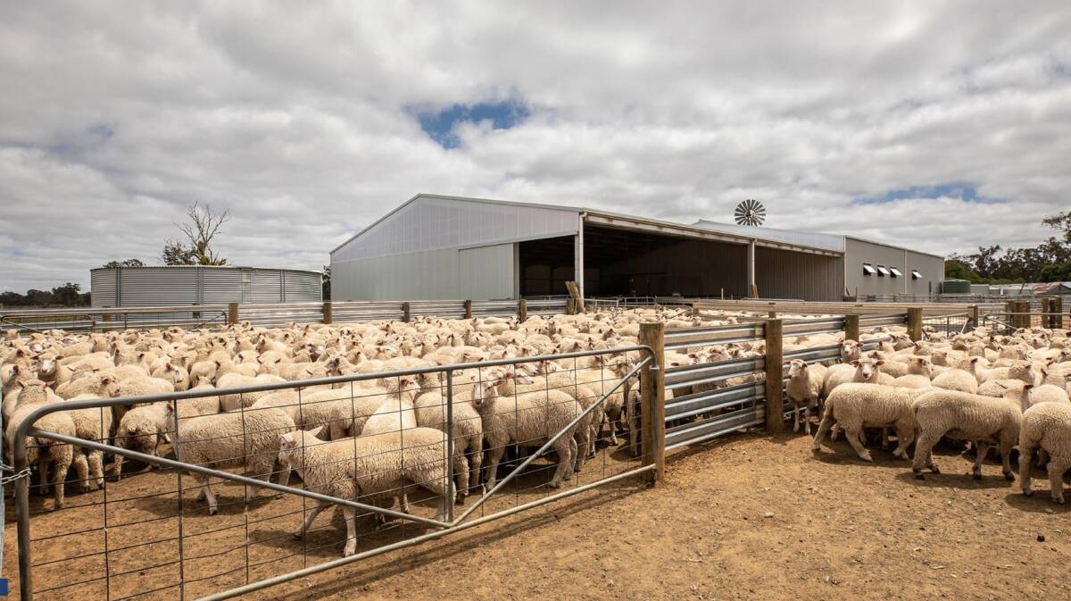 A large sheep backgrounding business is operated from Nerrinyerie. Pictures and video from TDC Livestock and Property