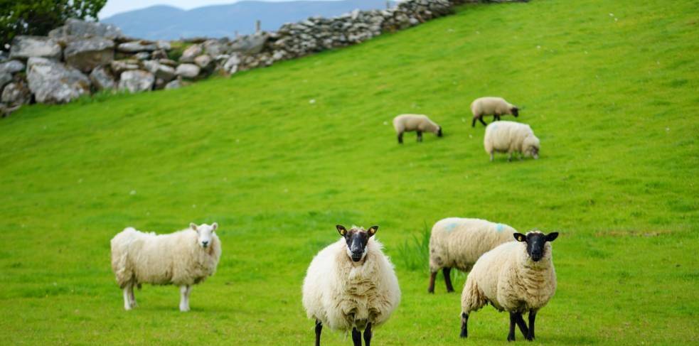 UK sheep producers have worried about the impact on their sheepmeat sales in the face of imported product. Picture from National Sheep Association 